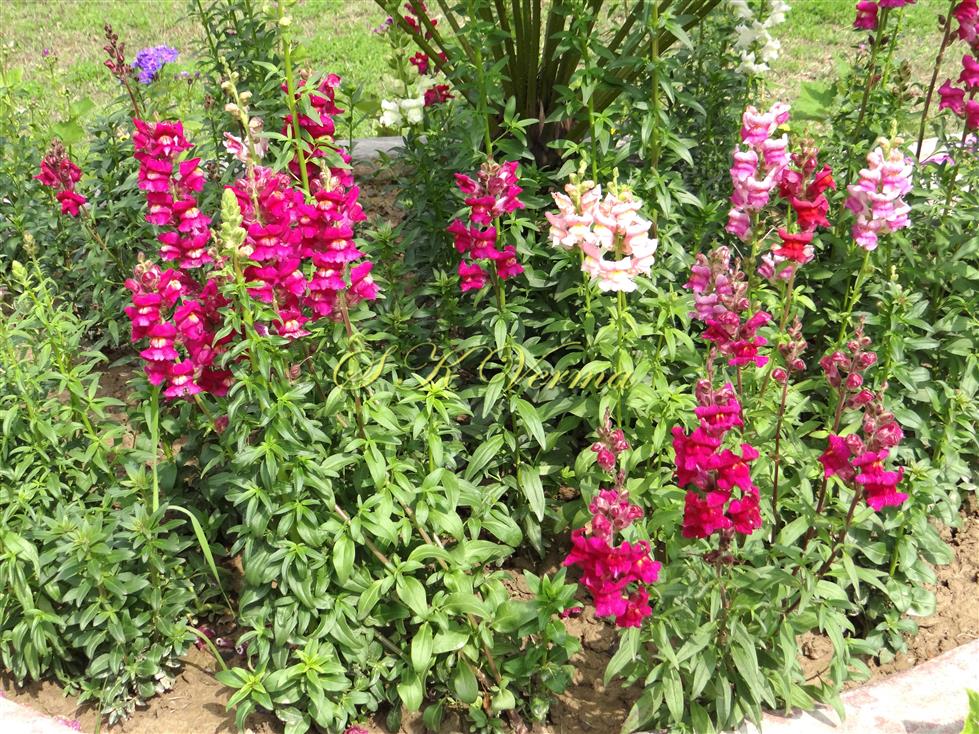  Plants